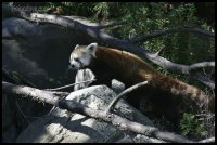 Red.Panda4.10869.JPG